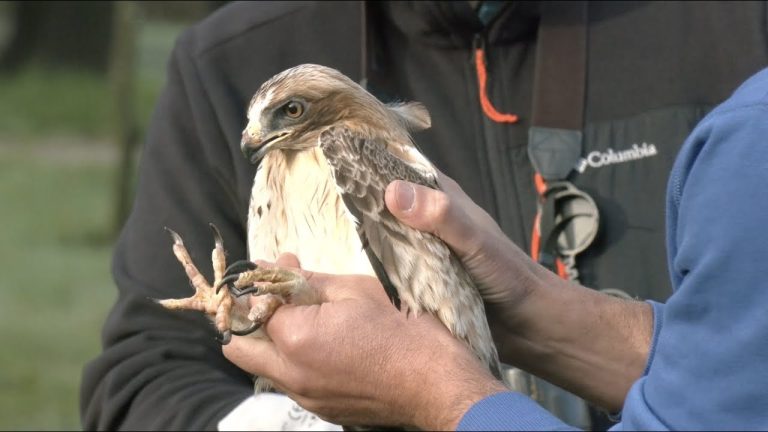 imagemObservação de Aves Invernantes